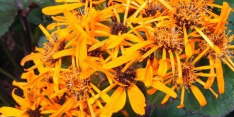 Buzulnik zuba desdemona: fotografija i opis